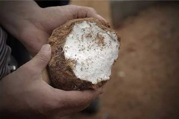 茯苓干燥易碎裂吸濕怎么辦？茯苓烘干機助力企業規?；a!