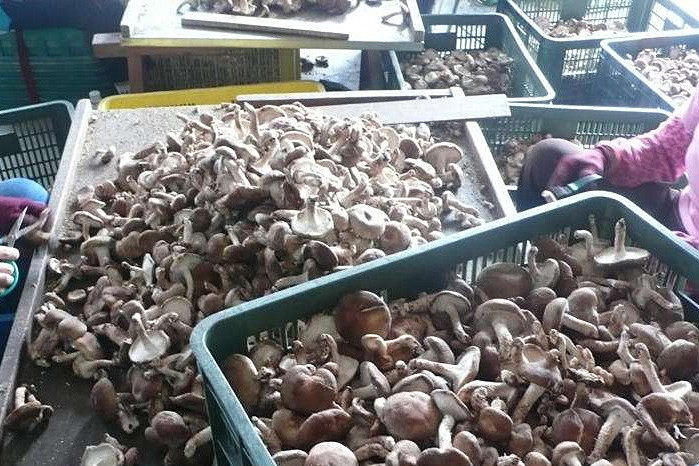 香菇烘干機專注蘑菇低成本智能烘干！